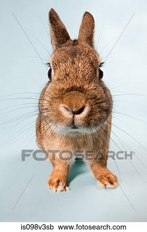 Stock Image - One rabbit, studio shot. Fotosearch