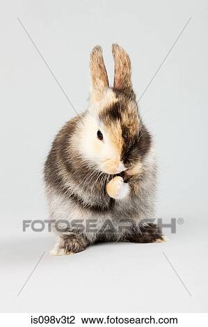One rabbit, studio shot View Large Photo Image Stock Image - One rabbit, studio shot. Fotosearch