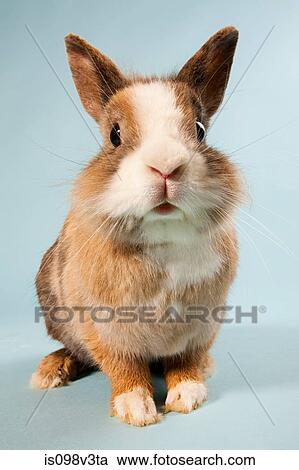 One rabbit, studio shot View Large Photo Image Stock Image - One rabbit, studio shot. Fotosearch
