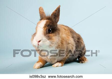 One rabbit, studio shot View Large Photo Image Stock Photo - One rabbit, studio shot. Fotosearch