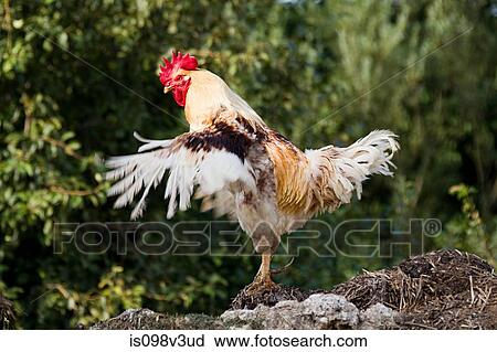 One rooster standing, flapping wings View Large Photo Image Stock Image - One rooster standing, flapping wings. Fotosearch