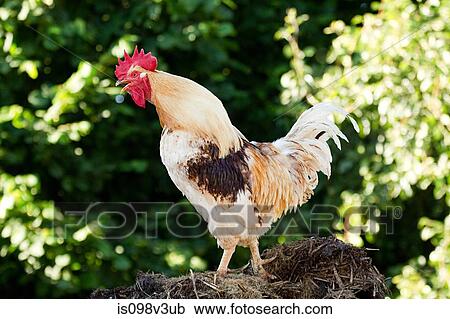 One rooster standing View Large Photo Image Stock Image - One rooster standing. Fotosearch