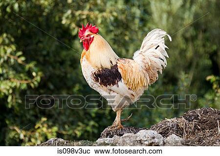 Stock Image - One rooster standing. Fotosearch