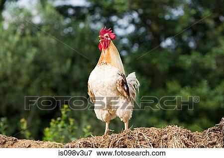 One rooster standing View Large Photo Image Stock Photo - One rooster standing. Fotosearch