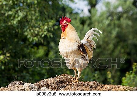 One rooster standing View Large Photo Image Stock Photo - One rooster standing. Fotosearch