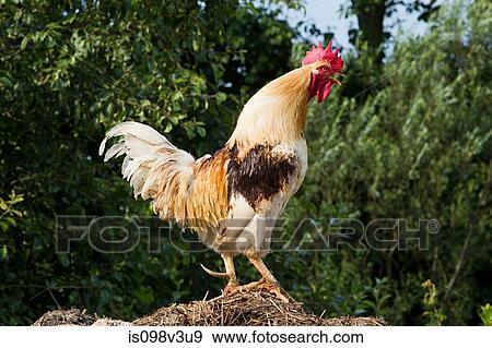 One rooster standing View Large Photo Image Stock Photo - One rooster standing. Fotosearch