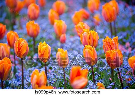 Orange tulips View Large Photo Image Stock Image - Orange tulips. Fotosearch