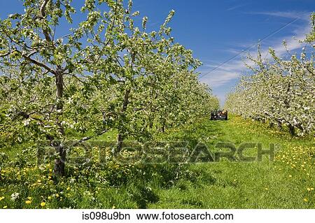 Orchard of apple trees View Large Photo Image Picture - Orchard of apple trees. Fotosearch
