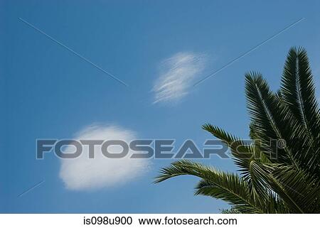 Palm leaves and blue sky View Large Photo Image Stock Image - Palm leaves and blue sky. Fotosearch