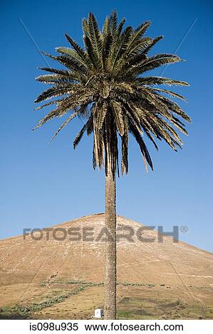 Palm tree and volcanic mountain, Tahiche, Lanzarote View Large Photo Image Stock Photography - Palm tree and volcanic mountain, Tahiche, Lanzarote. Fotosearch