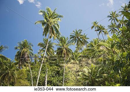 Palm trees on fatu hiva View Large Photo Image Picture - Palm trees on fatu hiva. Fotosearch