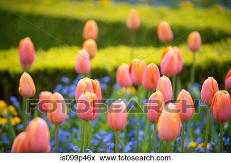 Peach tulips View Large Photo Image Stock Photo - Peach tulips. Fotosearch