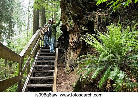 People on steps in forest View Large Photo Image Stock Photo - People on steps in forest. Fotosearch