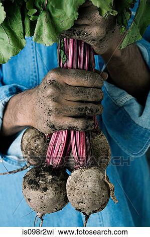 Person holding beetroot View Large Photo Image Stock Image - Person holding beetroot. Fotosearch