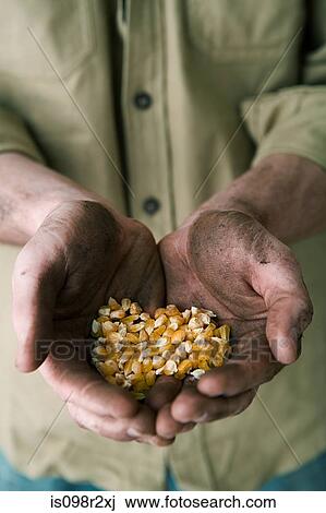 Person holding corn View Large Photo Image Stock Image - Person holding corn. Fotosearch
