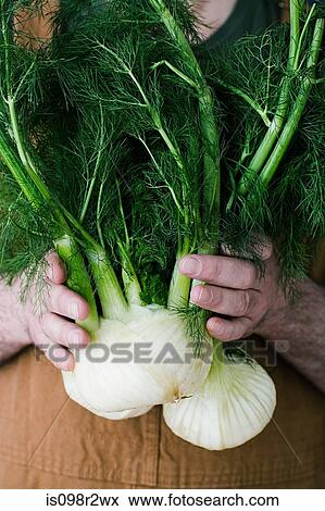 Stock Photo - Person holding fennel. Fotosearch