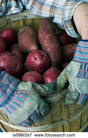 Person with container of potatoes View Large Photo Image Stock Photo - Person with container of potatoes. Fotosearch