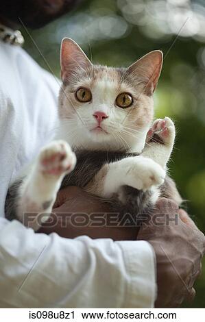 Stock Image - Pet cat in owners arms. Fotosearch