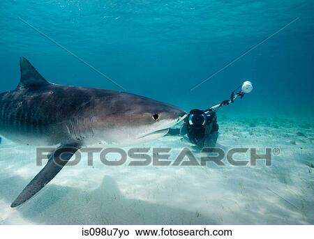 Photographer and Tiger Shark. View Large Photo Image Picture - Photographer and Tiger Shark.. Fotosearch