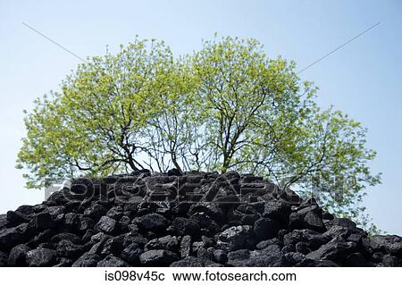 Stock Image - Pile of coal and tree. Fotosearch