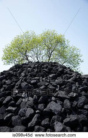 Pile of coal and tree View Large Photo Image Stock Image - Pile of coal and tree. Fotosearch