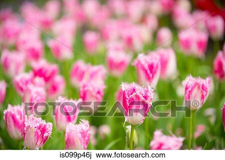 Pink and white flowers View Large Photo Image Stock Image - Pink and white flowers. Fotosearch