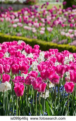 Pink and white flowers View Large Photo Image Stock Photography - Pink and white flowers. Fotosearch