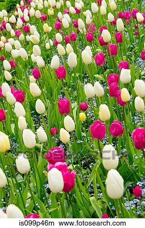 Pink and white tulips View Large Photo Image Picture - Pink and white tulips. Fotosearch