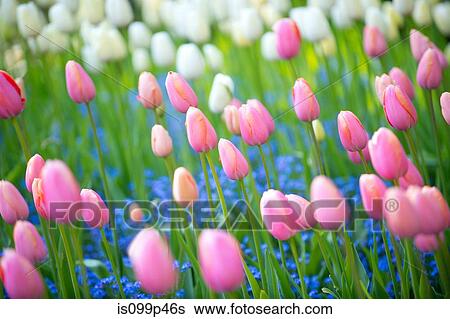 Pink and white tulips View Large Photo Image Stock Photograph - Pink and white tulips. Fotosearch