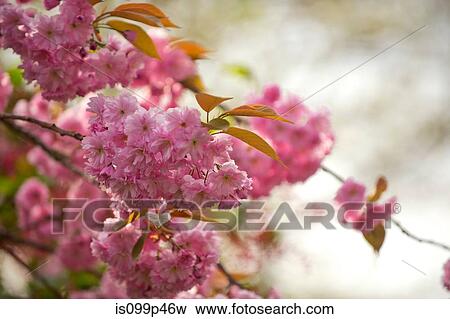 Pink blossom View Large Photo Image Stock Photo - Pink blossom. Fotosearch