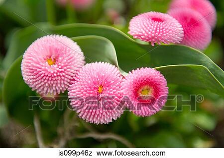 Pink flowers and green leaves View Large Photo Image Stock Photo - Pink flowers and green leaves. Fotosearch