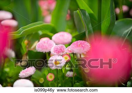 Stock Photo - Pink flowers, differential focus. Fotosearch