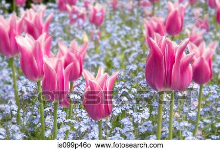 Picture - Pink flowers. Fotosearch