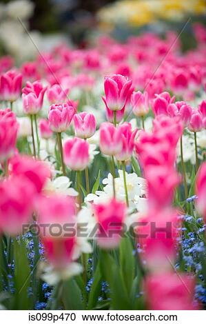 Stock Image - Pink flowers. Fotosearch