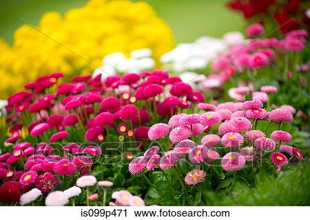 Stock Image - Pink flowers. Fotosearch