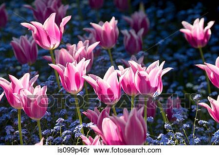 Stock Photography - Pink flowers. Fotosearch