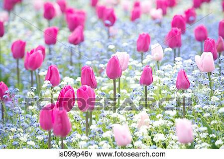 Pink tulips View Large Photo Image Stock Photo - Pink tulips. Fotosearch