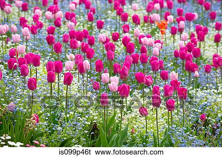 Stock Photograph - Pink tulips. Fotosearch