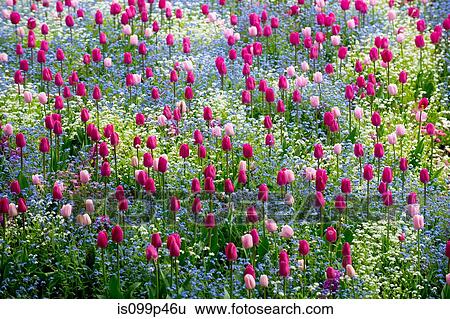 Pink tulips View Large Photo Image Stock Photograph - Pink tulips. Fotosearch