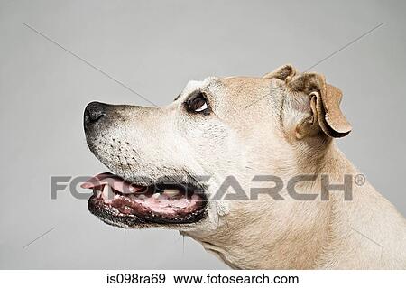 Pitbull terrier looking up View Large Photo Image Stock Photo - Pitbull terrier looking up. Fotosearch