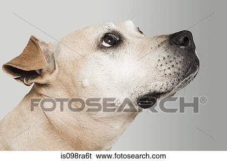 Pitbull terrier looking up View Large Photo Image Stock Photograph - Pitbull terrier looking up. Fotosearch