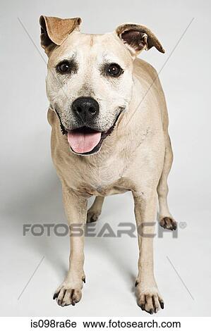 Pitbull terrier View Large Photo Image Stock Image - Pitbull terrier. Fotosearch