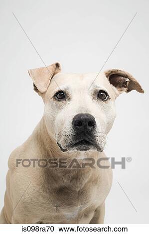 Pitbull terrier View Large Photo Image Stock Image - Pitbull terrier. Fotosearch