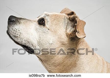 Pitbull terrier View Large Photo Image Stock Image - Pitbull terrier. Fotosearch