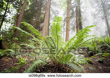 Plant in forest View Large Photo Image Stock Photo - Plant in forest. Fotosearch