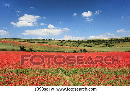 Poppy field View Large Photo Image Stock Photo - Poppy field. Fotosearch