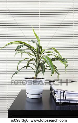 Stock Image - Pot plant on an office desk,. Fotosearch