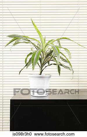 Potted plant in office View Large Photo Image Stock Image - Potted plant in office. Fotosearch