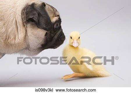 Pug dog and duckling, studio shot View Large Photo Image Stock Image - Pug dog and duckling, studio shot. Fotosearch