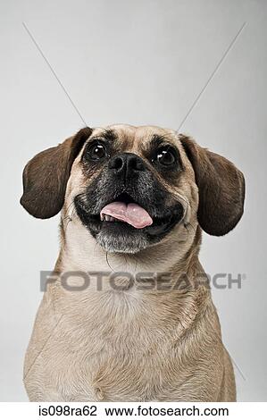 Puggle View Large Photo Image Stock Image - Puggle. Fotosearch